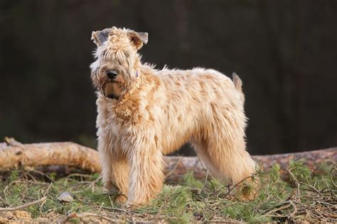 soft coated wheaten terrier hypoallergenic